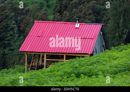 Eine rustikale Hütte mit einem markanten roten Dach ist umgeben von einem blühenden Feld aus wildem Cannabis Sativa, vor der Kulisse von dichtem Wald und Rollen Stockfoto