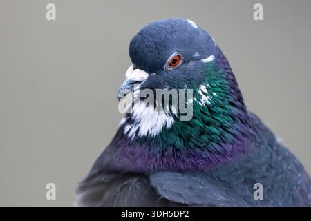 Porträt der Wildtaube vor schlichtem Hintergrund Stockfoto