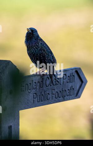 Starling steht auf hölzernem Wegschild Stockfoto