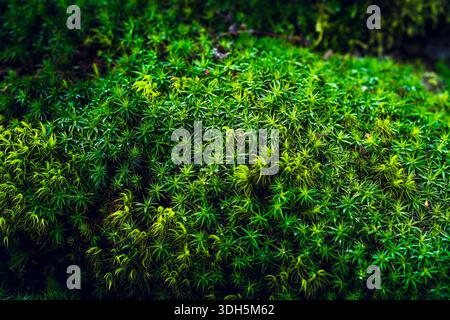 Üppiger grüner Moos-Teppich bedeckt Waldgrund aus nächster Nähe Stockfoto