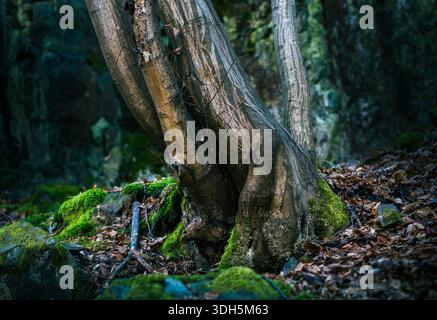 Baumstämme, die in einer natürlichen Waldumgebung wachsen Stockfoto