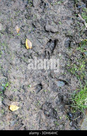 Tierspuren, Hirschartig, von Klauentieren in feuchtem Waldboden mit Blättern und Pflanzen im Herbst. Natürliche Textur und Details. Kopierraum. Stockfoto