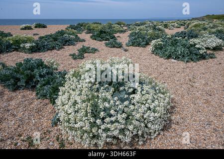 Sea Kale, Crambe Marítima. Chesil Beach, Dorset, Großbritannien Stockfoto