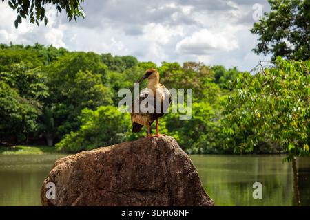 Goiania, Goias, Brasilien – 17. Janeiro 2026: Eine Curicaca (Theristicus caudatus), die auf einem Felsen im Areião-Park sonnt. Stockfoto