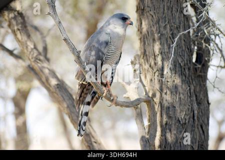 Gabar Goshawk Stockfoto