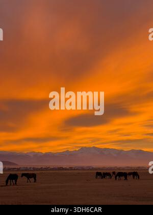 Goldener Sonnenuntergang über den Altai-Ebenen mit grasenden Pferden auf einem weiten offenen Feld in der Nähe entfernter schneebedeckter Gipfel. Ruhige ländliche Landschaft mit warmem Himmel und ruhiger Stimmung. Stockfoto