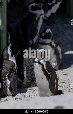 Die Kap-Pinguin-Gruppe steht auf sandigem Boden. Afrikanische Pinguinkolonie im natürlichen Lebensraum für den Artenschutz und Lehrmaterial. Stockfoto