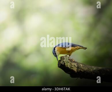 Eurasischer Nackthaken, der auf einem moosbedeckten Baumzweig in einer Waldlandschaft sitzt und nach Essen sucht. Nahaufnahme von Wildtieren mit sanfter grüner Szene. Stockfoto