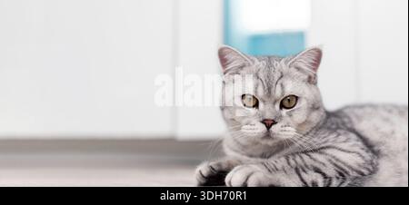 Eine schöne Hauskatze ruht in einem hellblauen Zimmer, eine graue Kurzhaarkatze mit gelben Augen, die in die Kamera blicken Stockfoto