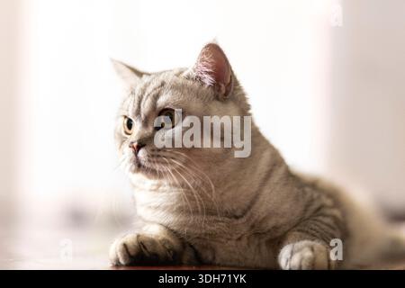 Blaue tabby britische Kurzhaarkatze mit orangen Augen, graue Katze, die sich auf dem Boden des Hauses entspannt, hübsche junge Katze posiert und seitlich schaut. Stockfoto