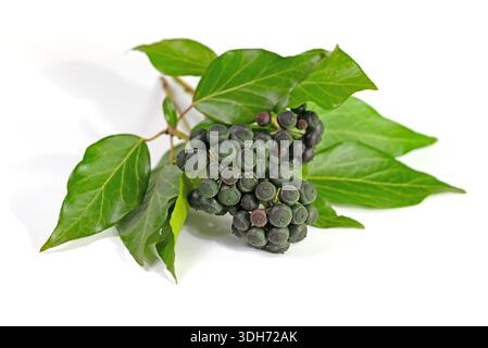 Reife Früchte des Efeu, Hedera Helix, vor weißem Hintergrund Stockfoto