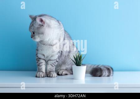 Britische Kurzhaarkatze, die in der Nähe eines Pflanzenkörpers sitzt, saftig auf blauem Hintergrund. Konzeptwerbung und Vitamine für reinrassige Katzen Stockfoto