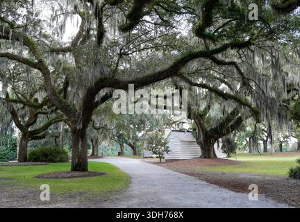 An der McLeod Plantation Historic Site in Charleston säumen lebende, mit spanischem Moos bedeckte Eichenbäume einen ruhigen Pfad. Stockfoto