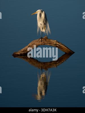 Großer Weißreiher badete im Nachmittagslicht auf einem Bein auf einem bogenförmigen Baumstamm, der aus dem Wasser kam, mit einer starken Reflexion in blauem Wasser Stockfoto