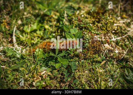 Eine Nahaufnahme macht eine leuchtend orange raupe, die langsam durch üppiges grünes Gras und umliegendes Laub kriecht. Die unverwechselbare c Stockfoto