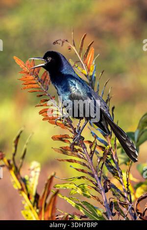 Bootsschwanzgrackle (Quiscalus Major) männlich - Green Cay Wetlands, Boynton Beach, Florida, USA Stockfoto