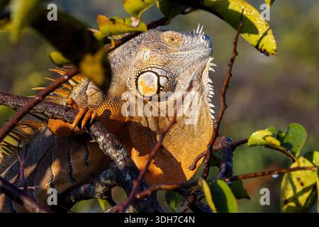 Grüner Leguan (Iguana iguana) - Green Cay Feuchtgebiete, Boynton Beach, Florida, USA Stockfoto