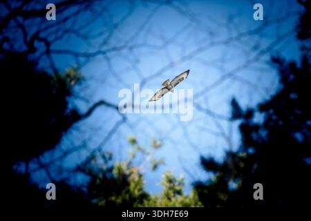 Gemeiner Bussard (Buteo buteo) in einem blauen Himmel, von unten durch Äste gesehen. Hoher Winkel, fliegende Raptor in einer Waldumgebung. Stockfoto