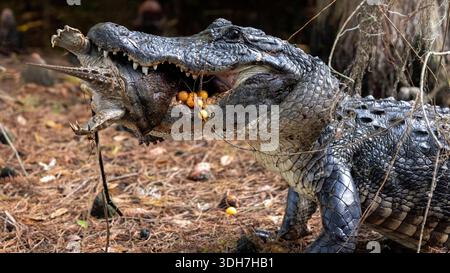 Amerikanischer Alligator (Alligator mississippiensis), der eine Schildkröte isst - Green Cay Wetlands, Boynton Beach, Florida, USA Stockfoto