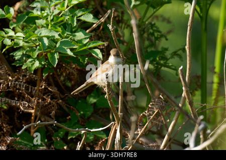 Weibchen gemein Whitethroat-Sylvia communis. Sommer Stockfoto