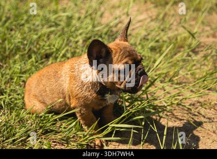 Niedliches, braunes Bulldogge-Welpe, das den Sommer genießt, während sie ihre Zunge rauszieht Stockfoto