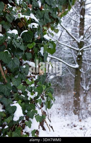 Nahaufnahme von Reben, die nach einem Schneefall im Wald um einen Baum laufen Stockfoto