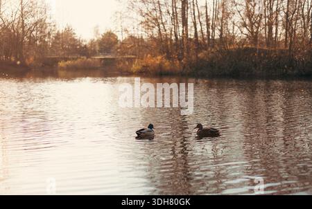 Zwei Enten schwimmen im Spätherbst in einem Teich. Es gibt Herbstbäume in der Umgebung. Stockfoto