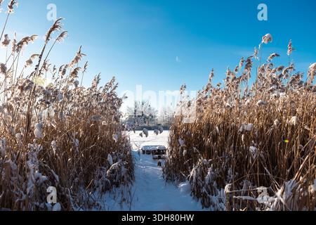 An einem klaren frostigen Tag stehen Schilfdickchen im Schnee, ihre trockenen Stiele sind mit Eis bedeckt und von hellem Winterlicht umgeben. Stockfoto