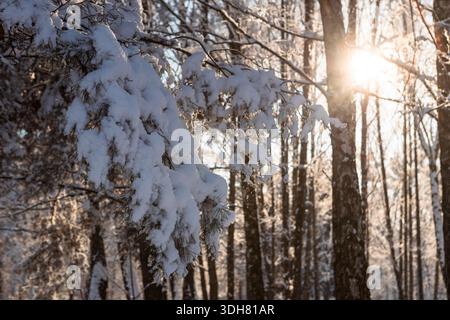 Eine schöne Nahaufnahme eines Nadelbaums, der stark mit frischem weißem Schnee bedeckt ist. An einem klaren, sonnigen Tag hebt das helle Licht die Textur von hervor Stockfoto
