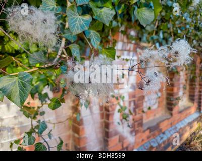 Flauschige wilde Clematis-Samenköpfe und grüner Efeu auf einem alten Rot Stockfoto