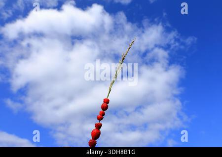 Wilde Erdbeeren auf Heu oder langem Grashalm. Leckerer Snack. Traditionelle Sommeraktivität. Konzeptfoto. Nahaufnahme und isolierter, bewölkter blauer Himmel als Backgr Stockfoto