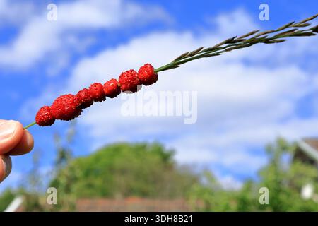 Wilde Erdbeeren auf Heu oder langem Grashalm. Leckerer Snack. Traditionelle Sommeraktivität. Konzeptfoto. Von Hand gehalten. Nahaufnahme und isoliert, bewölktes blau Stockfoto