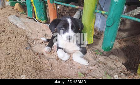Das niedliche Border Collie Mix Hündchen liegt auf Sand neben einem bunten Zaun und blickt nach vorne Stockfoto