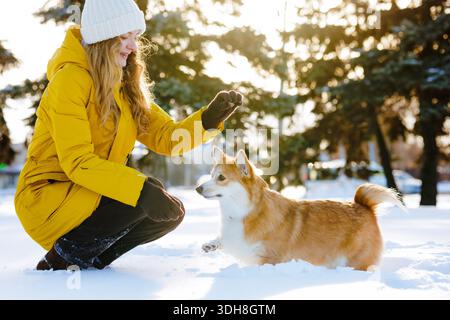 Frau belohnt Corgi mit Leckerbissen, während sie im verschneiten Park beim Winterspaziergang die Pfotenbefehlshaber beibringt. Sie zeigt die Liebe zu Haustieren und trainiert den Lebensstil Stockfoto
