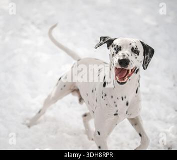 Ein dalmatinischer Hund läuft im Schnee. Der Hund ist glücklich und aufgeregt. Der Schnee ist weiß und bedeckt den Boden Stockfoto