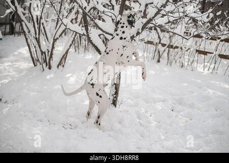 Ein dalmatinischer Hund steht im Schnee und blickt auf einen Baum. Der Hund ist weiß und schwarz Stockfoto