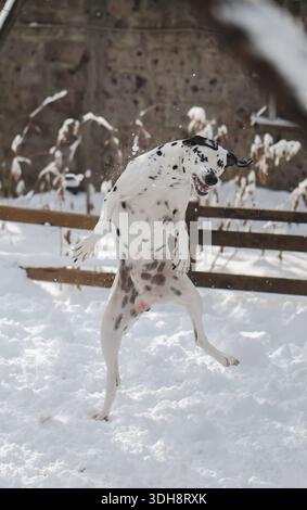 Ein dalmatinischer Hund spielt im Schnee, springt und hat Spaß. Der Hund ist weiß und schwarz und steht im Schnee Stockfoto