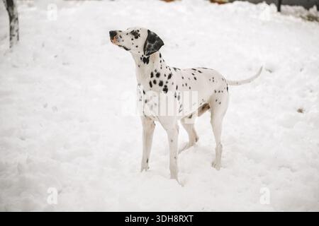 Ein weißer dalmatinischer Hund mit schwarzen Flecken steht im Schnee. Der Hund schaut in die Kamera. Die Szene ist friedlich und ruhig Stockfoto