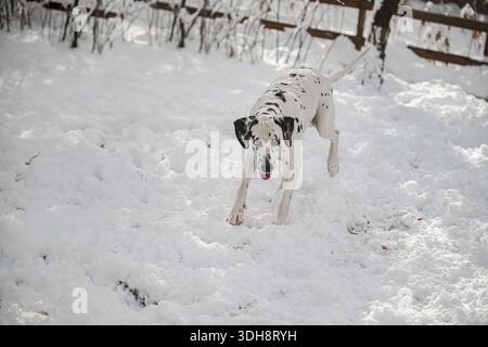 Ein dalmatinischer Hund rennt durch den Schnee. Der Hund ist weiß und schwarz. Der Schnee ist tief und der Hund hat Spaß Stockfoto