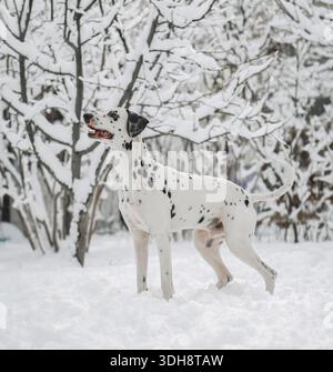 Ein dalmatinischer Hund mit schwarzen Flecken steht im Schnee. Der Hund schaut nach rechts. Die Szene ist friedlich und ruhig Stockfoto