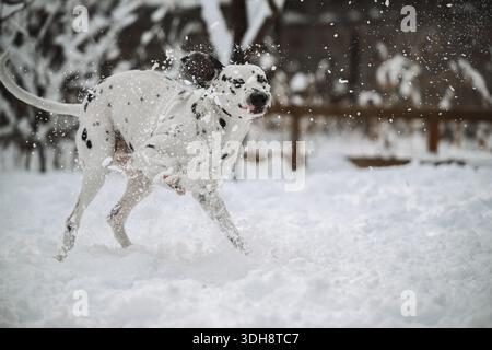 Ein dalmatinischer Hund läuft durch den Schnee und spritzt überall Wasser. Die Szene ist lebhaft und verspielt, und der Hund genießt das Winterwetter Stockfoto