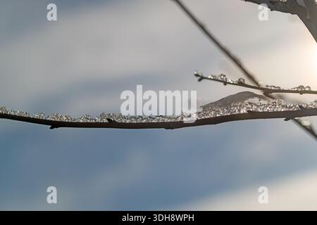 Ein Zweig bedeckt mit Eiskristallen und Schnee. Der Ast ist auf einem Baum und der Himmel ist blau Stockfoto