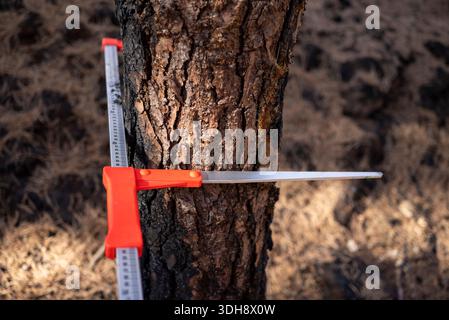 Forsttechniker-Werkzeug auf einer schwarzen Baumrinde geklemmt das Konzept der Naturerholung Stockfoto