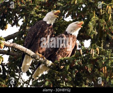 12. August 2025, Haines, Ak, USA: (AKTE ZUR VERWENDUNG JEDERZEIT) Ein Paar Weißkopfseeadler rufen auf, während sie am 13. August 2025 auf einer Niederlassung in Haines, Alaska, sitzen. (Kreditbild: © Mike Eliason/ZUMA Press Wire) NUR REDAKTIONELLE VERWENDUNG! Nicht für kommerzielle ZWECKE! Stockfoto
