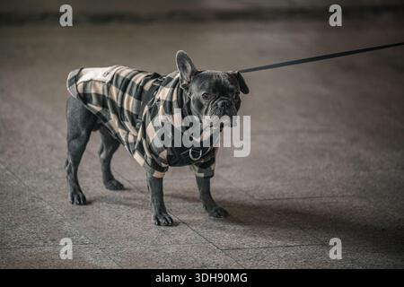 Ein Hund mit karierter Jacke steht auf einem Bürgersteig. Der Hund starrt in die Kamera Stockfoto