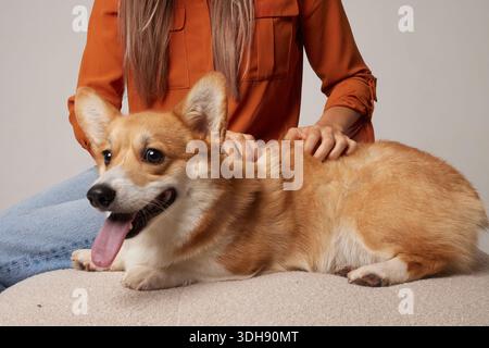 Corgi liegt mit ausgezogener Zunge auf der Couch, während der Besitzer zu Hause zurückblickt, um Komfort, Entspannung und sanfte Tierpflege zu zeigen Stockfoto