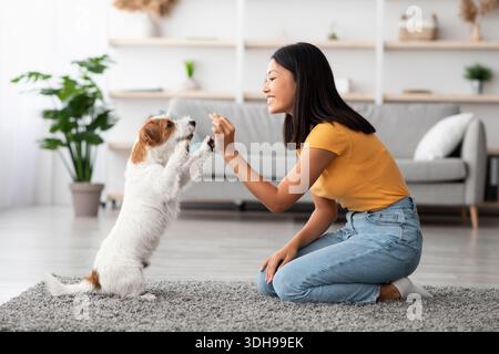 Weibliche Besitzerin, die dem Hund, der auf Hinterbeinen steht, Leckereien gibt Stockfoto