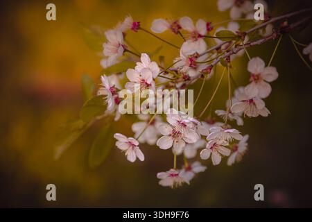 Schöner Kirschbaum blüht im Frühling. Frühlingszeit in Europa. April, Mai Gartenarbeit Stockfoto