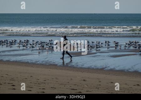 Bodega Bay, Kalifornien - 10. Januar 2026: Surfer wandern durch die Seagull Colony an der kalifornischen Küste Stockfoto