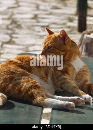 Ginger Tabby Katze genießt einen faulen Tag in der Frühlingssonne in Xanthates, Korfu, Griechenland Stockfoto
